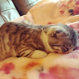 爱猫的双鱼女