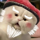伪白兔君