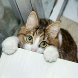 mousai