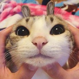 羊