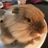 旺财兔🐰