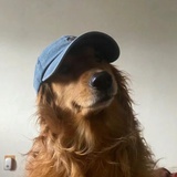 狗狗Go