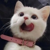 不知所谓呐