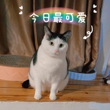 人面桃花