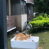 阿淼有颗葡萄树