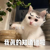 爱吃鱼的猫99