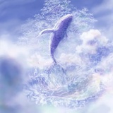 九圆圆