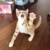 咪咪～