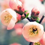 mily_wen
