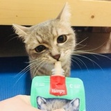 恋爱的犀牛