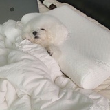 洋翀