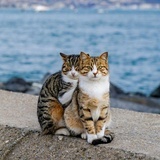 老虎