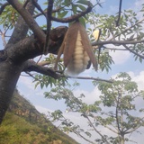 亦参禅