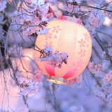 苏明雪sue
