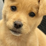 理想