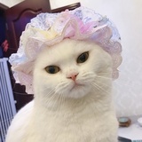 贵妇浴帽喵