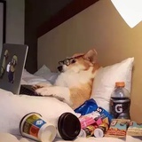 猪头少年