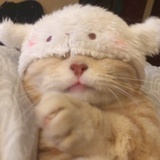 芝士蛋糕奶