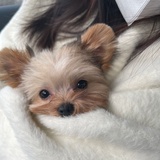 犀牛