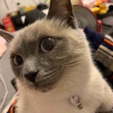 猫走七家