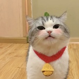 小透明
