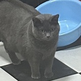 蛟池柳