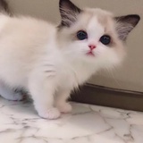 椰子