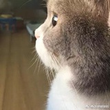 灼灼🌸其华