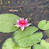 梦秋