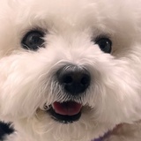 圆舞曲