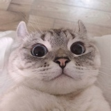 樹璃🐋