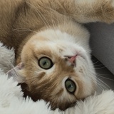 饼饼