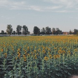 villanelle