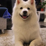 小小