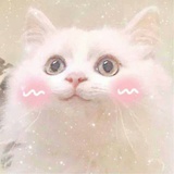 喵喵咕