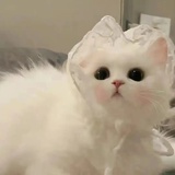 喵喵兔🐰