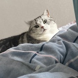 爱猫人士