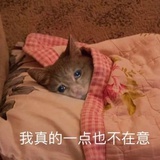猫猫猫猫猫