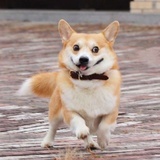 GoGo狗