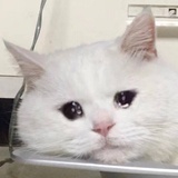 中森明菜