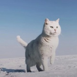 星上言