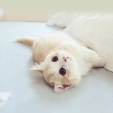 贝拉小姐