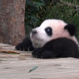 蘑菇静悄悄