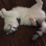 (=ﾟωﾟ)ﾉ