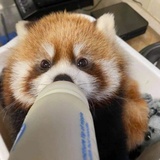 动物园养育师