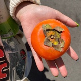 灵芝大补