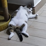 小猪快跑