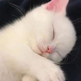 执笔者