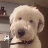 墨森里的熊