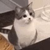 冬楷
